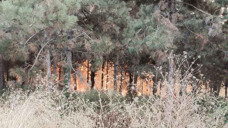 İstanbul’da orman yangını